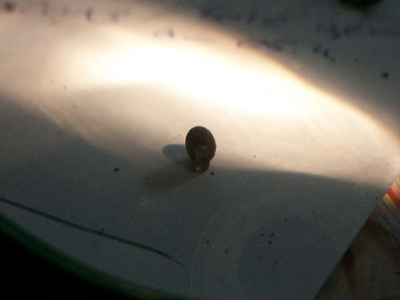 Foto: Leere Eihülle mit angehängtem "Deckel", (c) Florian, 2013
