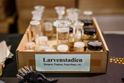 "Larvenstadien", Foto: Christian Rudat, (c) Roter Fleck Verlag