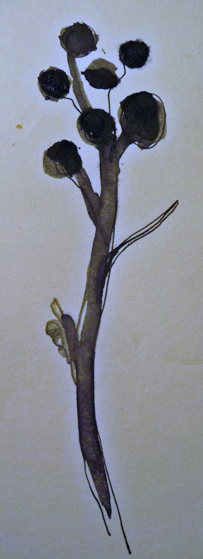 Ligustrum vulgare, blattlos, (c) Roter Fleck Verlag