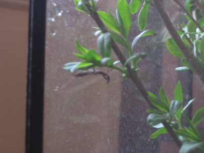 Foto: Frisch geschlüpfte Babyschrecke, (c) Maia
