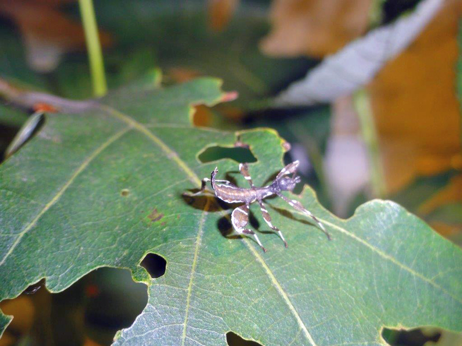 Wandelndes Blatt, Foto: (c) Mateusz